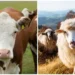 România va exporta din nou ovine și bovine către Israel!