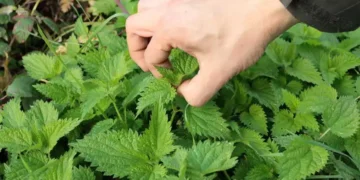 Retea de contrabanda cu URZICI destructurata de Politia ROMANA!