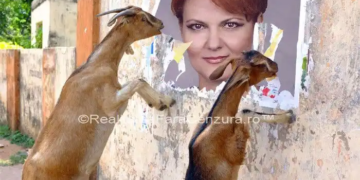 #ajunge: Lia Olguţa Vasilescu, Legea poate fi de partea ta. Nu de partea poliției sau a procurorilor incompetenți”