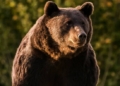 Ursul care a ucis sâmbătă un cioban din Teleac s-a întors azi la aceeași stână!