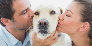 Transilvania este printre cele mai căutate destinații din Europa de către cei care au animale de companie.