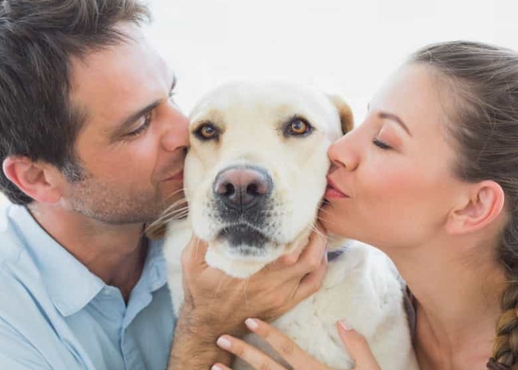 Transilvania este printre cele mai căutate destinații din Europa de către cei care au animale de companie.