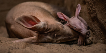 Primele imagini cu Dobby, puiul de aardvark care seamănă cu personajul din filmele „Harry Potter”