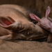Primele imagini cu Dobby, puiul de aardvark care seamănă cu personajul din filmele „Harry Potter”