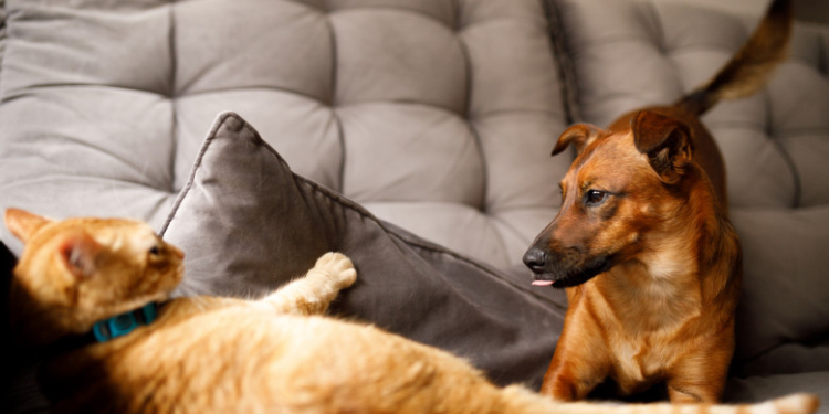 Hubert Thuma îl critică pe Marian Neacșu pentru amânarea unui proiect privind sterilizarea gratuită a animalelor