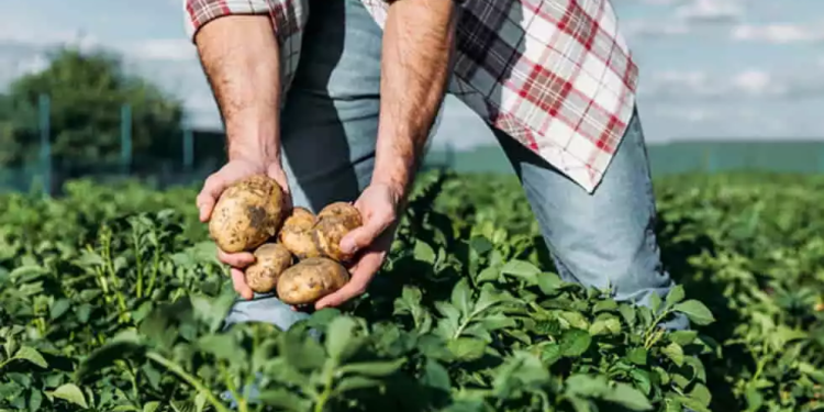 PROIECT: Cultivatorii de cartofi vor putea primi în acest an un sprijin financiar de 200 de euro/ha pe o schemă de minimis