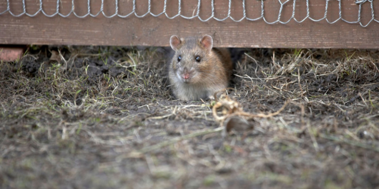 Boala misterioasă care a ucis trei oameni în Tanzania a fost identificată