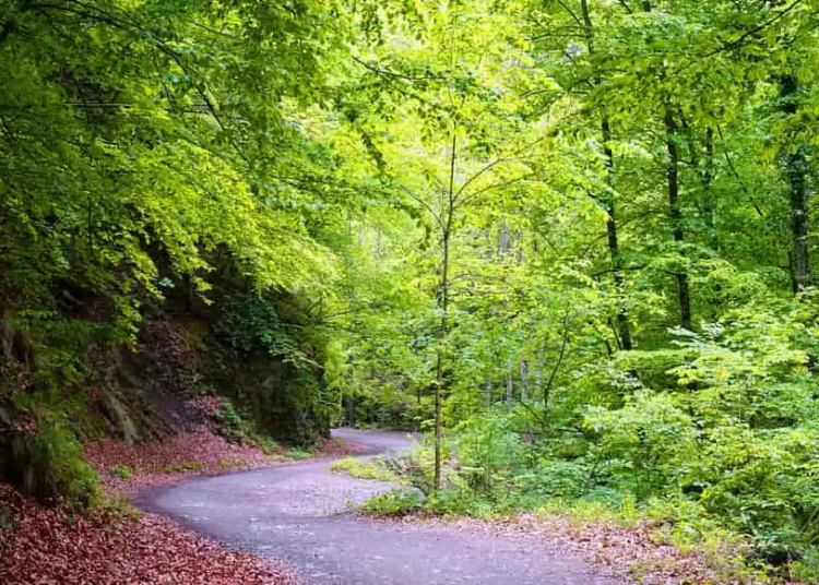 Parcul Național Cozia, una dintre minunile României