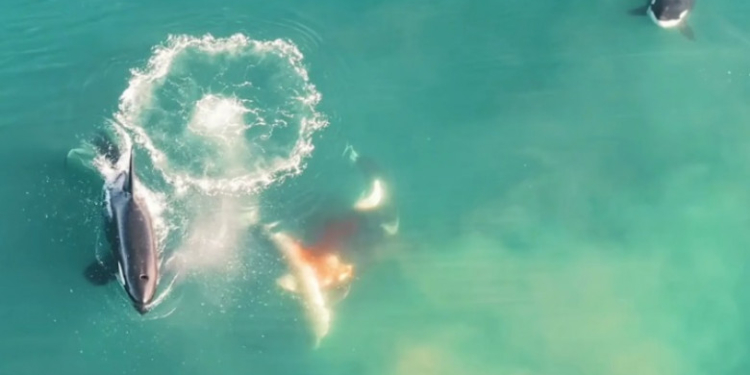 O filmare cu drona arată cine ucide rechinii albi și le mănâncă ficatul. Ani de zile experții au încercat să rezolve misterul din ocean