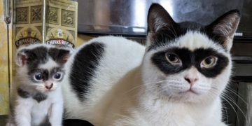 Zorro și Bandit, motăneii cu aspect unic care au devenit vedete în toată lumea