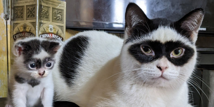 Zorro și Bandit, motăneii cu aspect unic care au devenit vedete în toată lumea