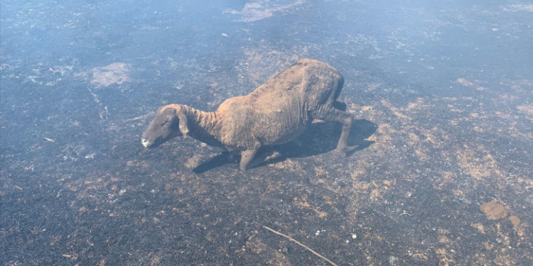 Tragerile cu muniție de război efectuate de francezi la Babadag au provocat un incendiu care a distrus o stână din Jurilovca