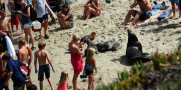 „Fugeau ca și când erau urmăriți de Godzilla”. Cum au reușit doi lei de mare să alunge zeci de oameni de pe plajă