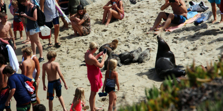 „Fugeau ca și când erau urmăriți de Godzilla”. Cum au reușit doi lei de mare să alunge zeci de oameni de pe plajă