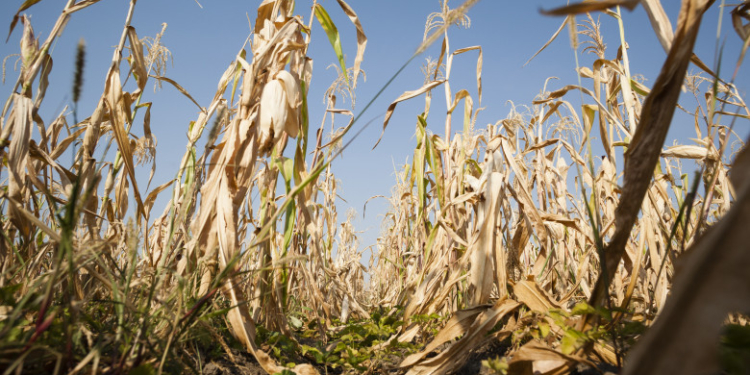 Fermierii vor putea să schimbe destinația culturii afectate de secetă și să primească subvenția pe suprafață