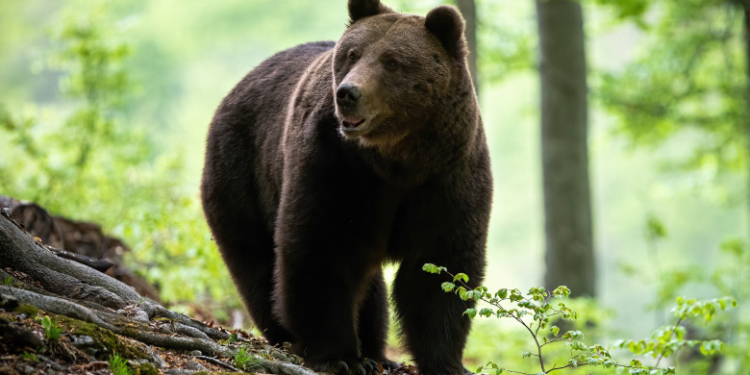 Un urs a fost capturat la Slănic Moldova, iar un altul, care a surprins echipa de intervenție, a fost împușcat