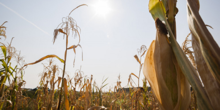 Bloomberg: Culturile de porumb din UE, în pericol. Aproape toată România e afectată de secetă, iar estul Germaniei poate pierde recolta
