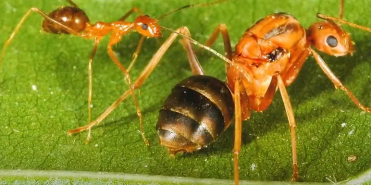 Invazia de furnici nebune galbene face ravagii în sudul Indiei. Insectele scuipă acid formic și mănâncă „orice și oricât” .