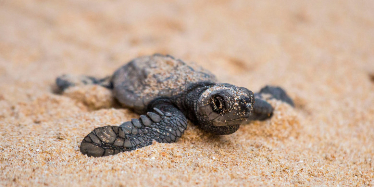 Efect al încălzirii globale: Toate țestoasele născute în Florida în ultimii patru ani sunt femele