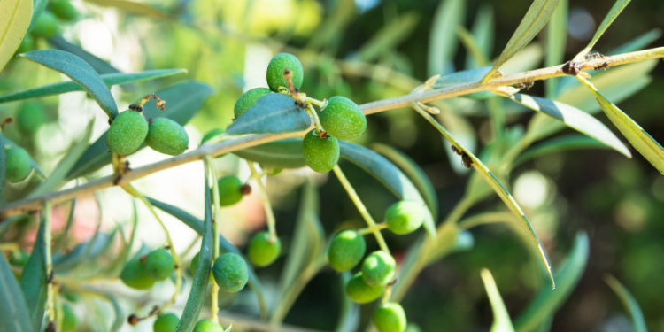 Producţia de ulei de măsline din Spania, cel mai important exportator mondial, s-a redus mult din cauza caniculei