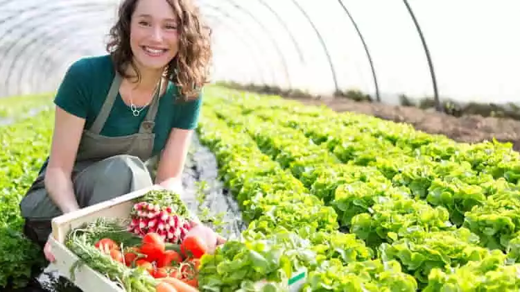 De unde sa achizitionezi seminte de legume, pentru a te bucura de o gradina roditoare, la propriu si la figurat?