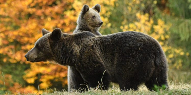 Ministrul Mediului a anunțat un proiect de ordin pentru eliminarea „imediată” a urșilor care atacă omul