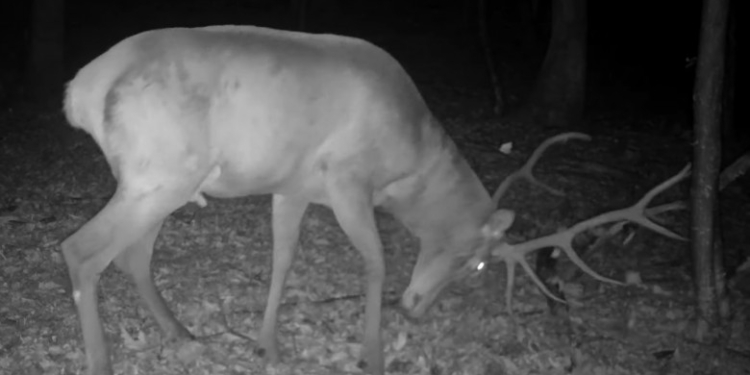 VIDEO. Un cerb se antrenează pentru luptele care vor avea loc în perioada boncănitului