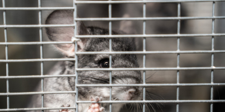 Războiul șinșilei în Parlament. Cum a ajuns Raluca Turcan să-și doneze blănurile. „Voi păstra hainele de blană artificială”