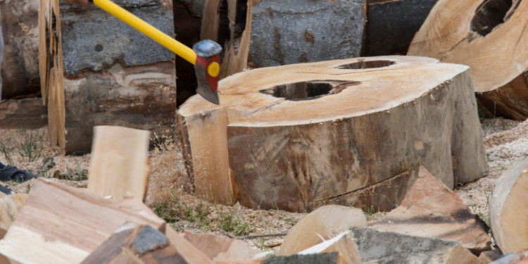 Premierul Ciucă a cerut plafonarea prețului pentru lemnele de foc la 400 de lei