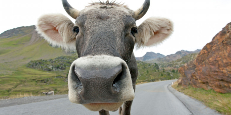 Pieton rănit după ce a fost lovit de o vacă, lovită la rândul ei de o mașină