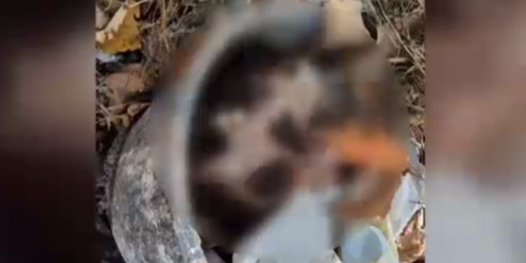 Craniu găsit într-o găleată, în Cimitirul Eroilor din Timișoara. Administrația a trimis un angajat și l-a luat într-o pungă