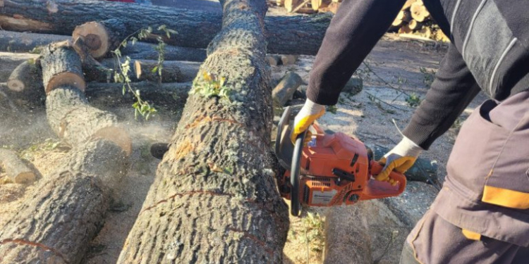 Investigație WWF: Piața lemnului de foc s-a blocat, ilegalitățile au explodat, oamenii simpli plătesc prețul