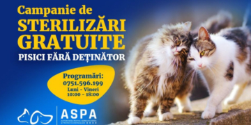 A început campania de sterilizare a pisicilor maidaneze din București. Cum te poți programa
