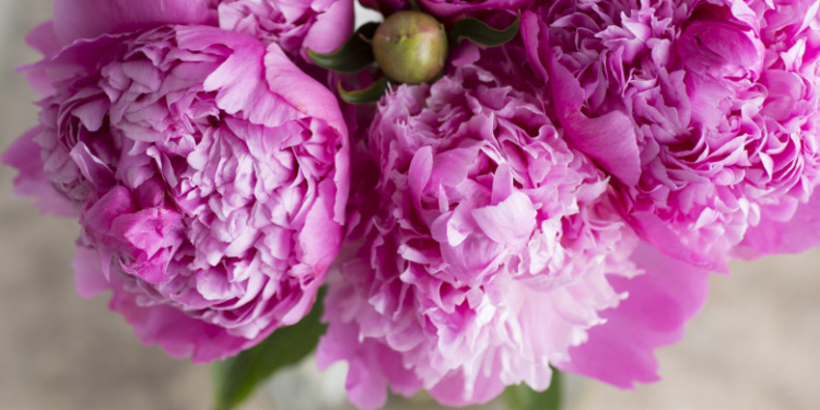 Bujorul a devenit oficial Floarea Națională a României