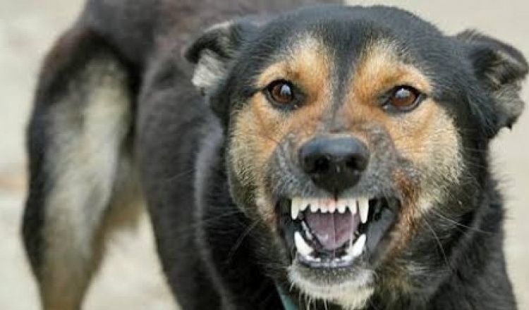 O femeie din Vaslui a fost atacată de propriul câine. Un vecin a auzit strigătele de ajutor și a sunat la 112