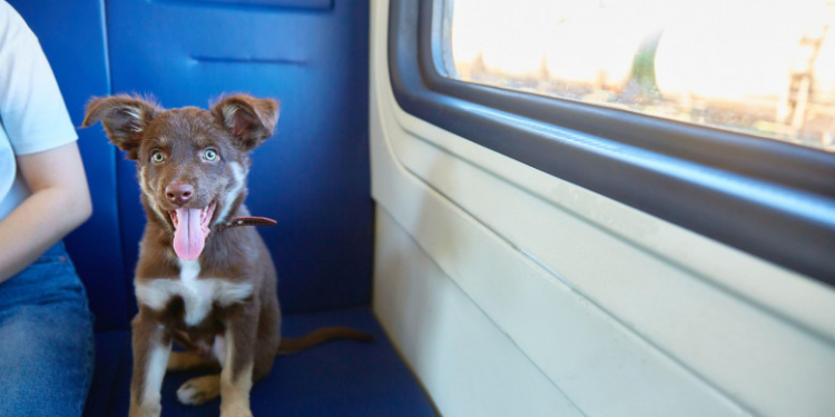 Câinii și pisicile de companie ar putea avea acces în transportul în comun și în instituții publice