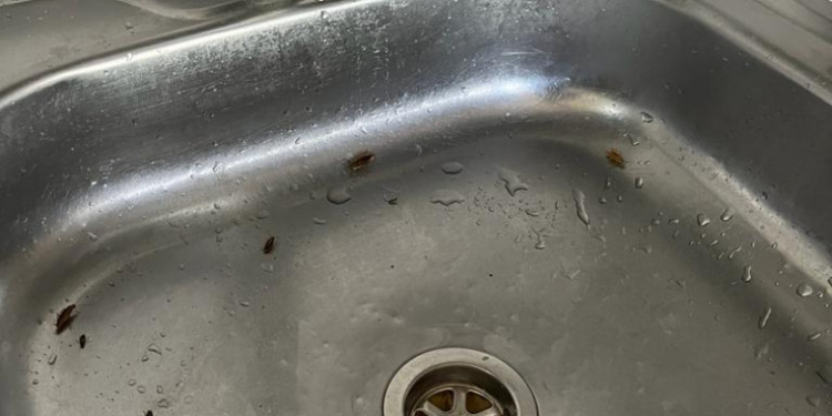 Gândaci în „meniul” unui restaurant din Alba Iulia. Imagini dezgustătoare filmate în bucătărie