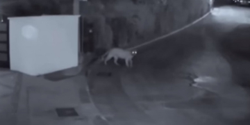 O femeie din Los Angeles s-a trezit cu polițiștii la ușă: „Aveți o puma în curte”