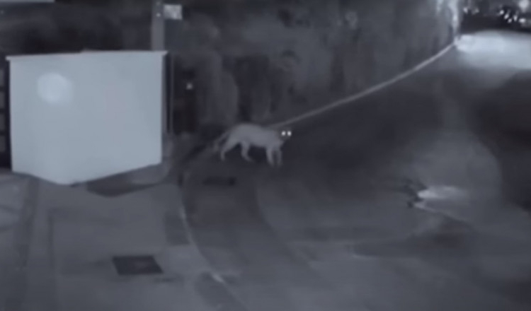 O femeie din Los Angeles s-a trezit cu polițiștii la ușă: „Aveți o puma în curte”