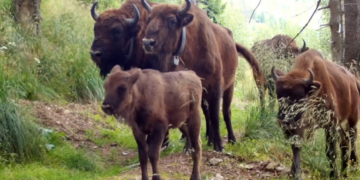 Un an în Munții Făgăraș. Parada animalelor sălbatice în 2022, surprinsă în 90 de secunde
