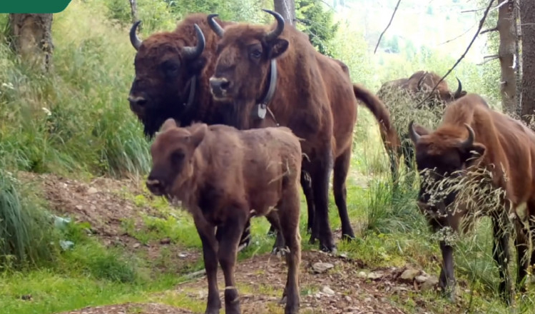 Un an în Munții Făgăraș. Parada animalelor sălbatice în 2022, surprinsă în 90 de secunde