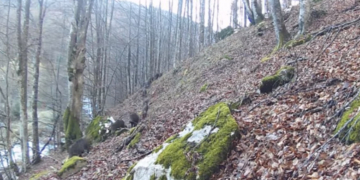 Un „trib” numeros de mistreți, surprins de camere în Parcul Național Domogled. Câți membri numără marea familie