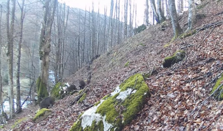 Un „trib” numeros de mistreți, surprins de camere în Parcul Național Domogled. Câți membri numără marea familie