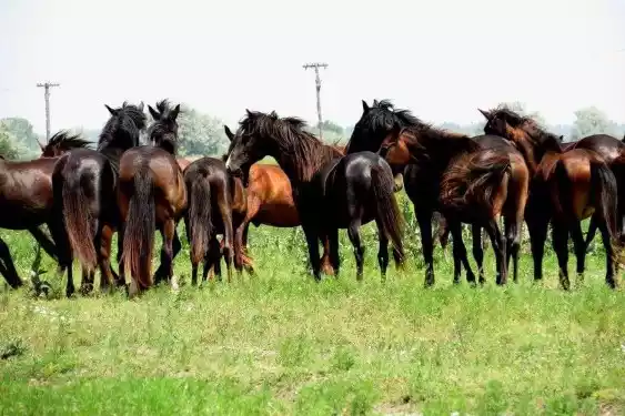 Asociaţia ARCA reclamă dispariţia a circa 200 de cai sălbăticiţi din Deltă