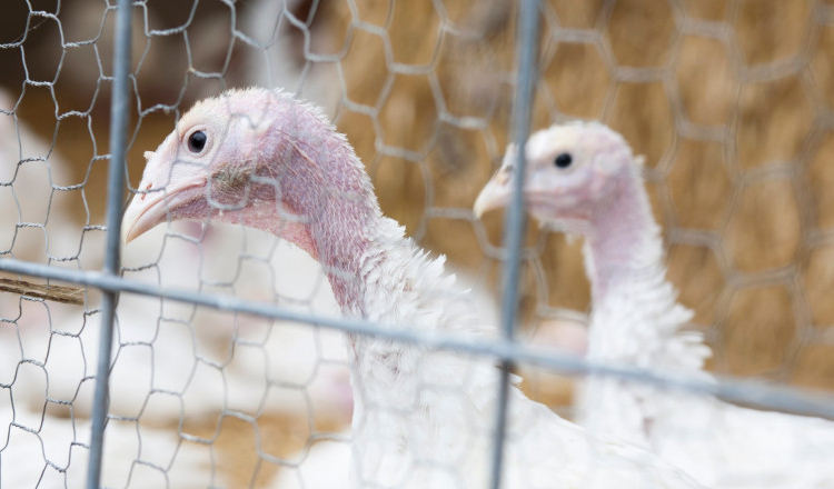 Focar de gripă aviară la o fermă de curcani cu peste 60.000 de păsări din Brașov