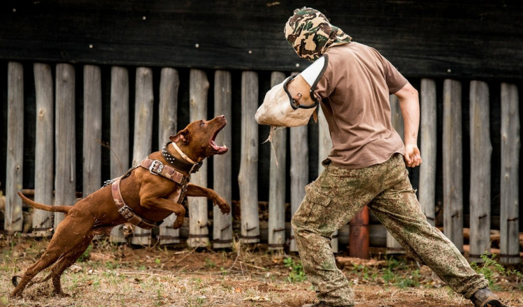 Declarație-șoc a Asociației Chinologice: în ultimii 20 de ani nu a fost înregistrat oficial nici un câine agresiv în România