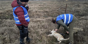 Poliţia Locală Sector 6 susține că a chemat ASPA de 85 de ori pentru a prinde câini fără stăpân, însă hingherii au venit doar de 7 ori