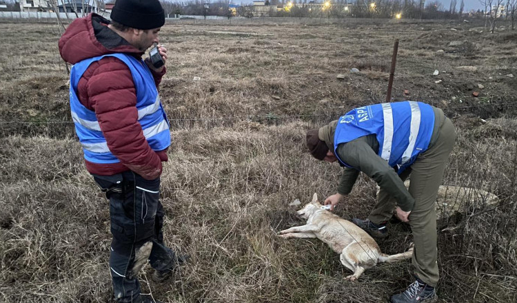 Poliţia Locală Sector 6 susține că a chemat ASPA de 85 de ori pentru a prinde câini fără stăpân, însă hingherii au venit doar de 7 ori