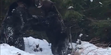 Imagini rare și spectaculoase cu o confruntare între doi urși filmate într-o pădure din Suceava