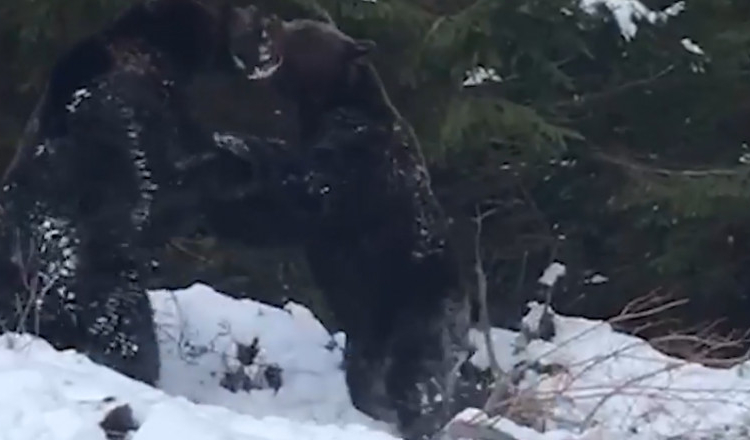 Imagini rare și spectaculoase cu o confruntare între doi urși filmate într-o pădure din Suceava